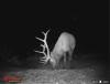 Elk Hunts in Idaho