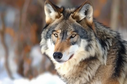 Wolf in the woods