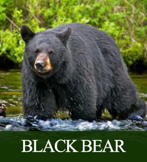 Black Bear Hunts
