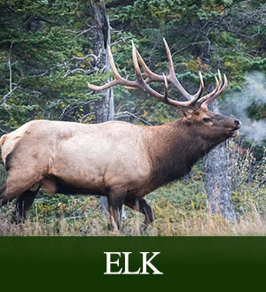 Elk Hunts
