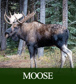 Moose Hunts
