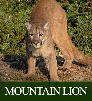 Mountain Lion Hunts