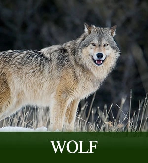 Wolf Hunts