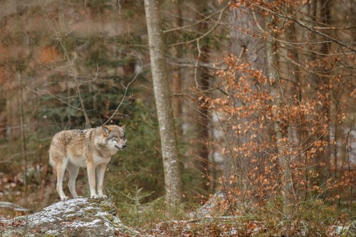 Idaho Wolf Hunt